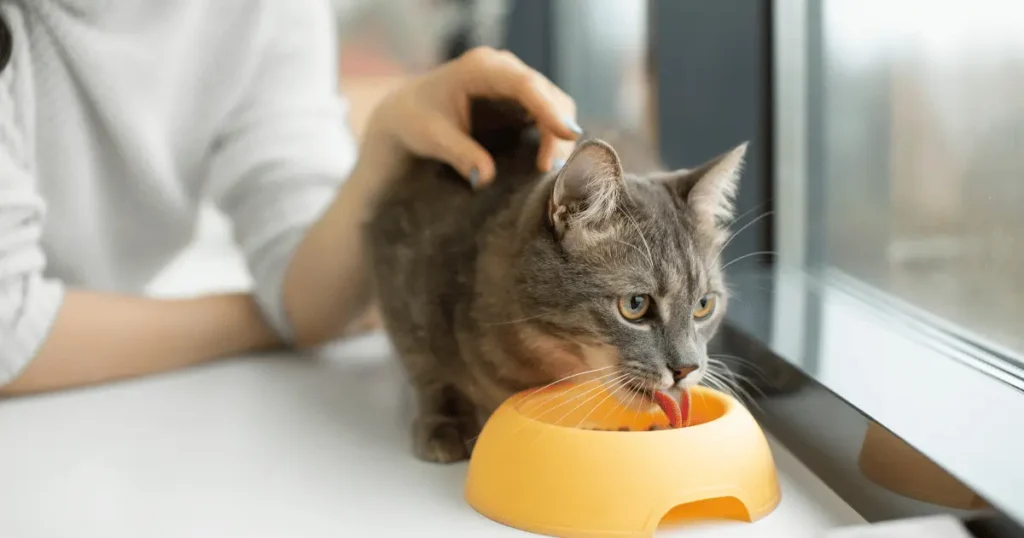 Comportement du chat