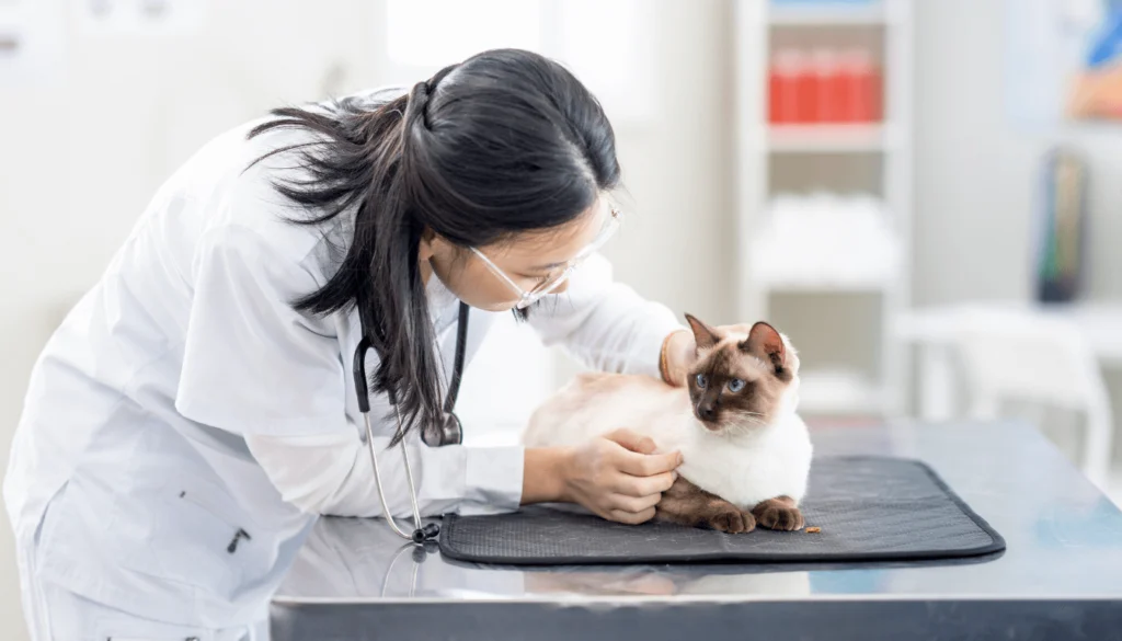 Vétérinaire Chat