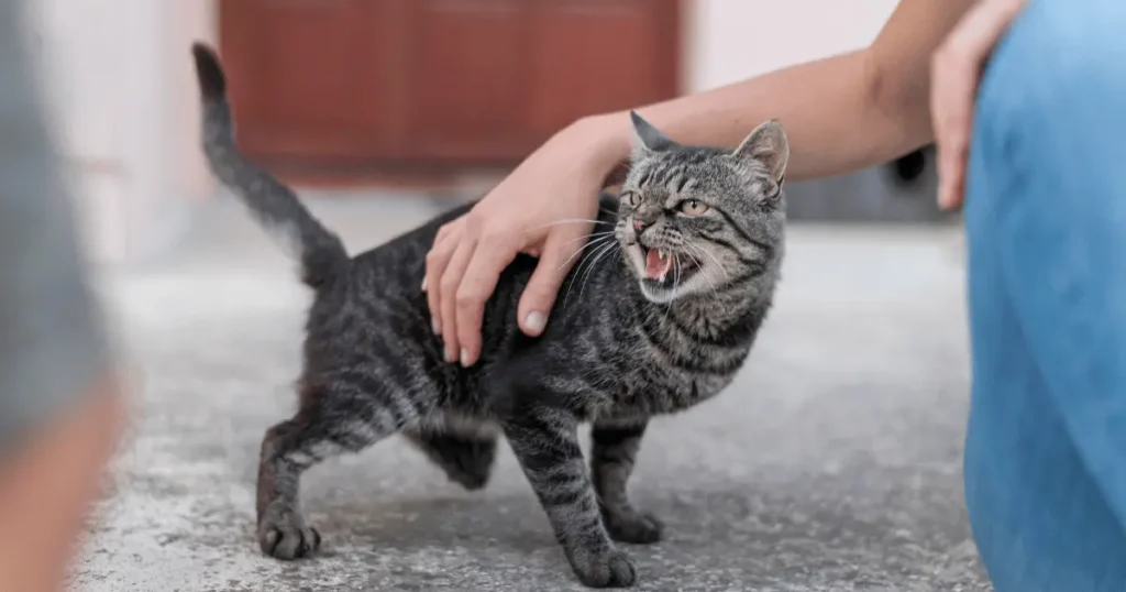 Comportement du chat