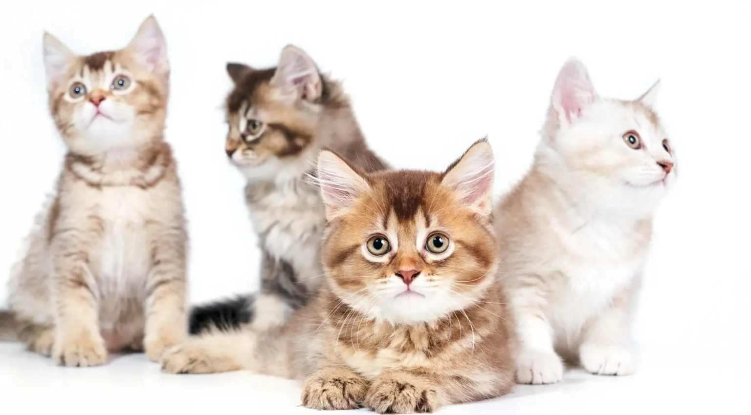 Les 10 Races de Chats les Plus Mignons du Monde en 2026