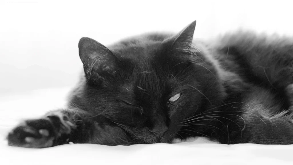 Dépression du Chat