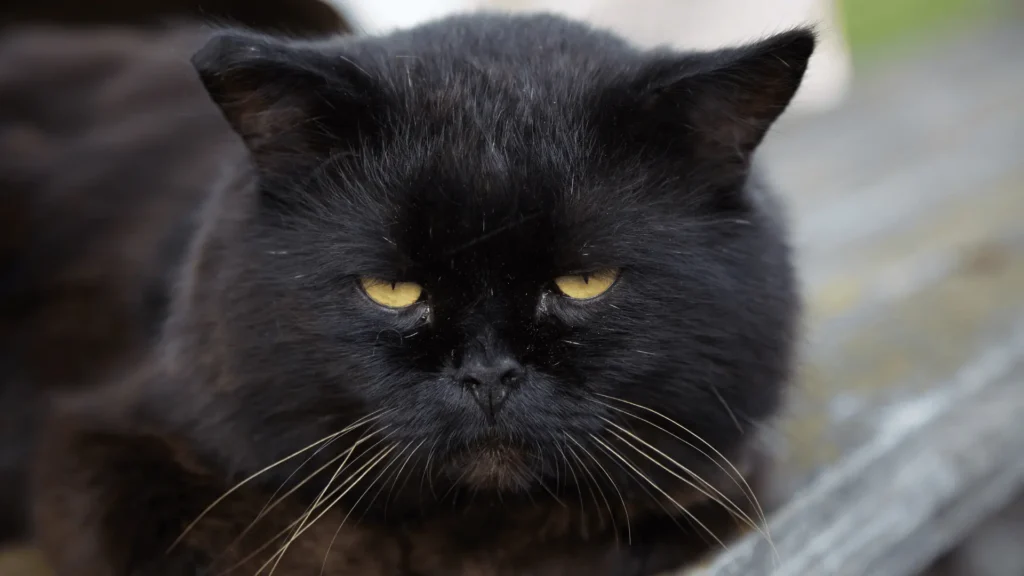 Dépression du Chat
