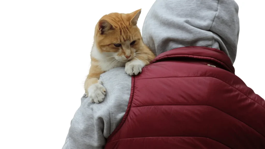 Dépression du Chat