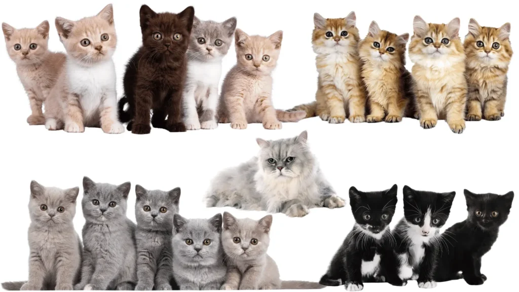 10 Races de Chats les Plus Mignons