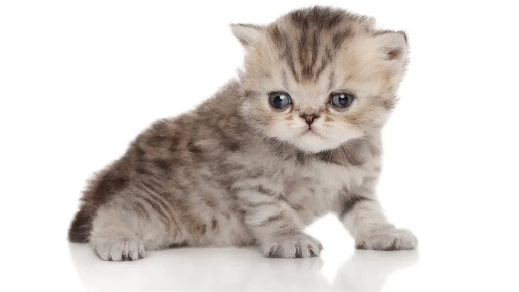 10 Races de Chats les Plus Mignons