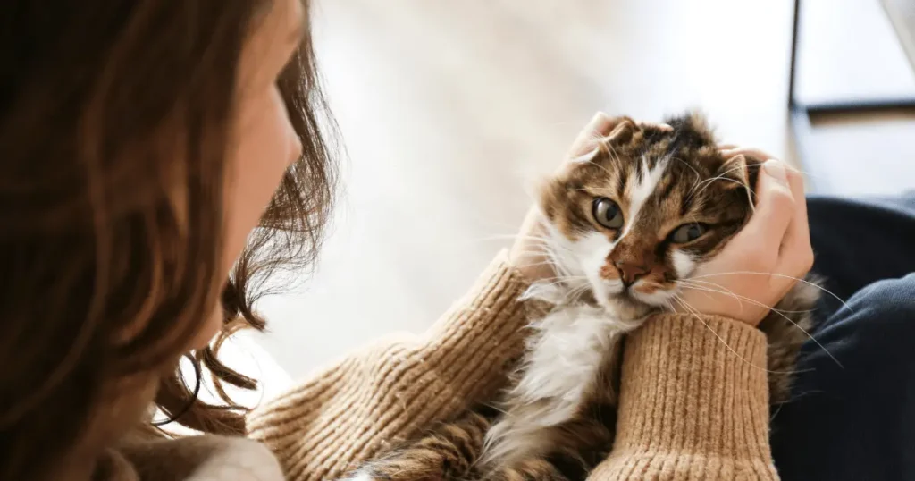 Adopter un chat adulte
