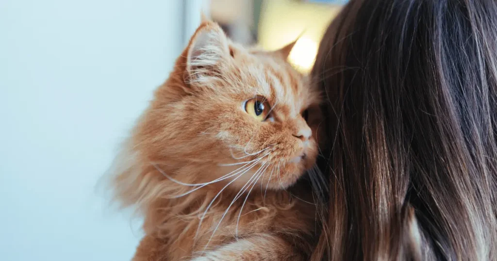 Adopter un chat adulte