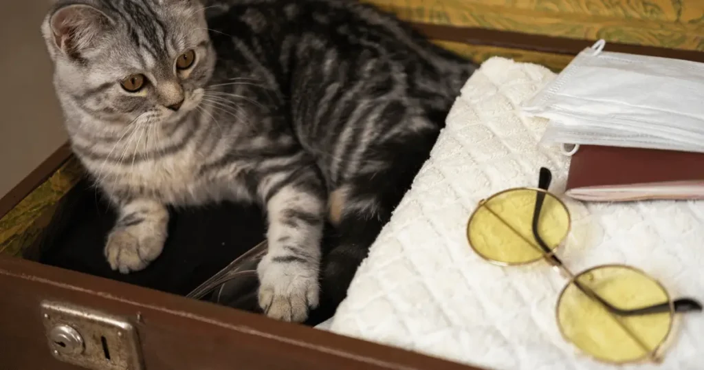 Voyager avec son chat
