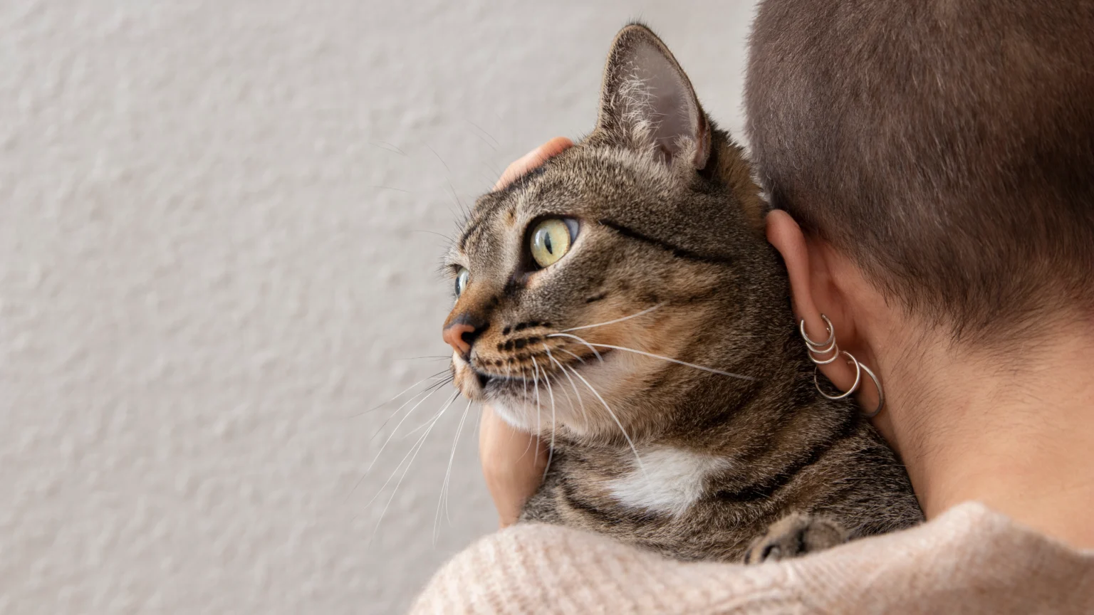 Comportement du chat