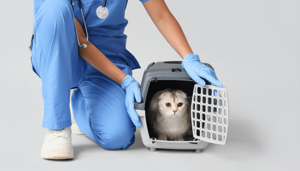 épanchement pleural chat urgence respiratoire chat qui tousse