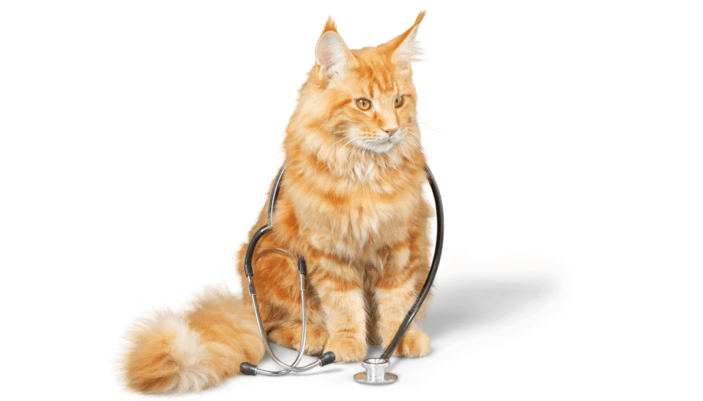 Remèdes naturels pour la toux du chat incluant gingembre miel et herbes chat qui tousse