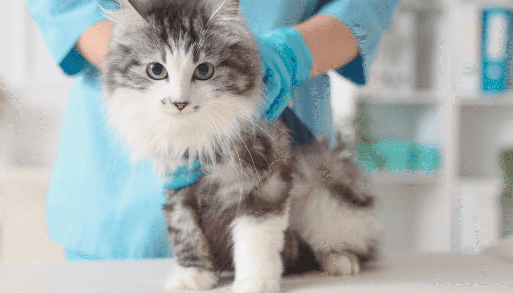 chat qui tousse