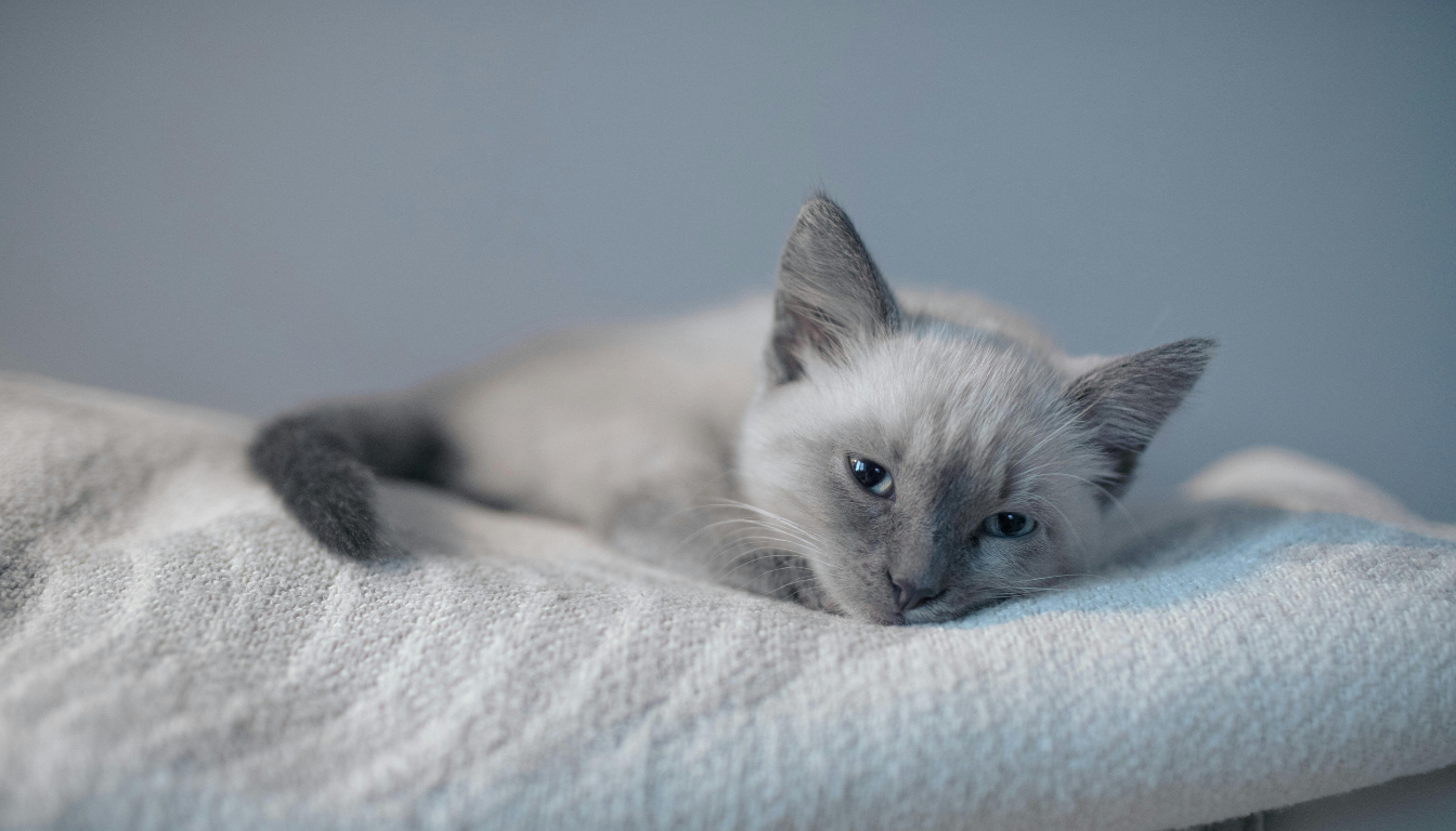 chat siamois