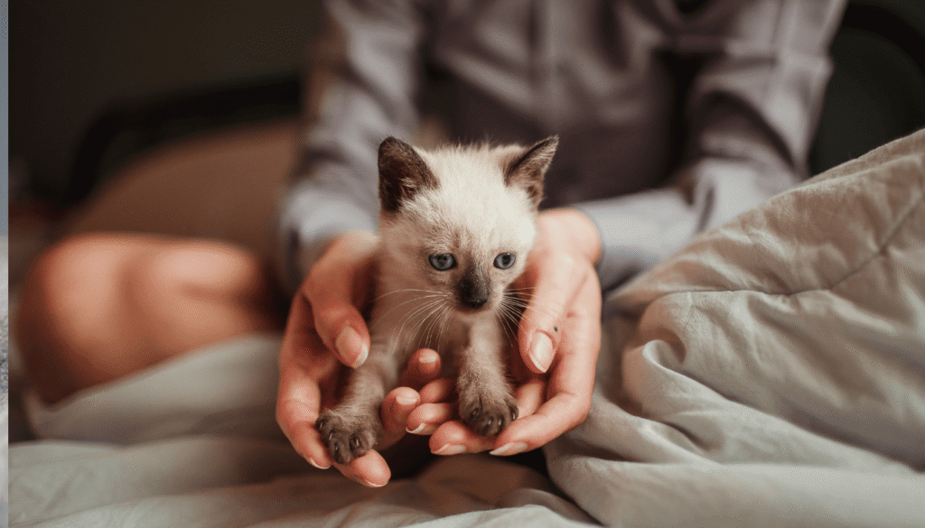 Chatons siamois nouveau-nés et leur développement des couleurs caractéristiques