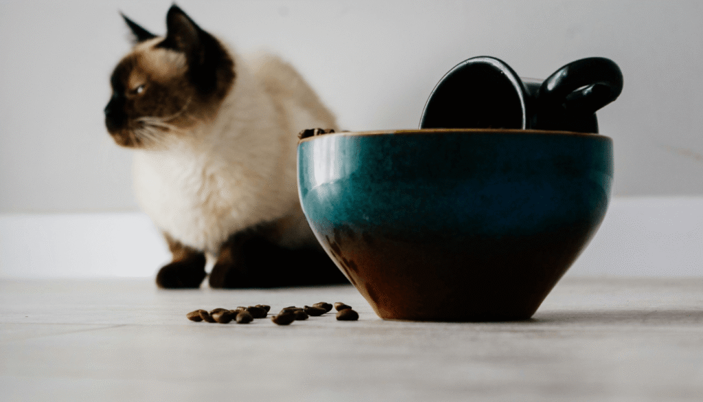 chat siamois alimentation nutrition Chat Siamois alimenter