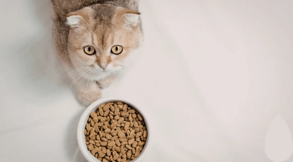 Alimentation du Chat Stérilisé