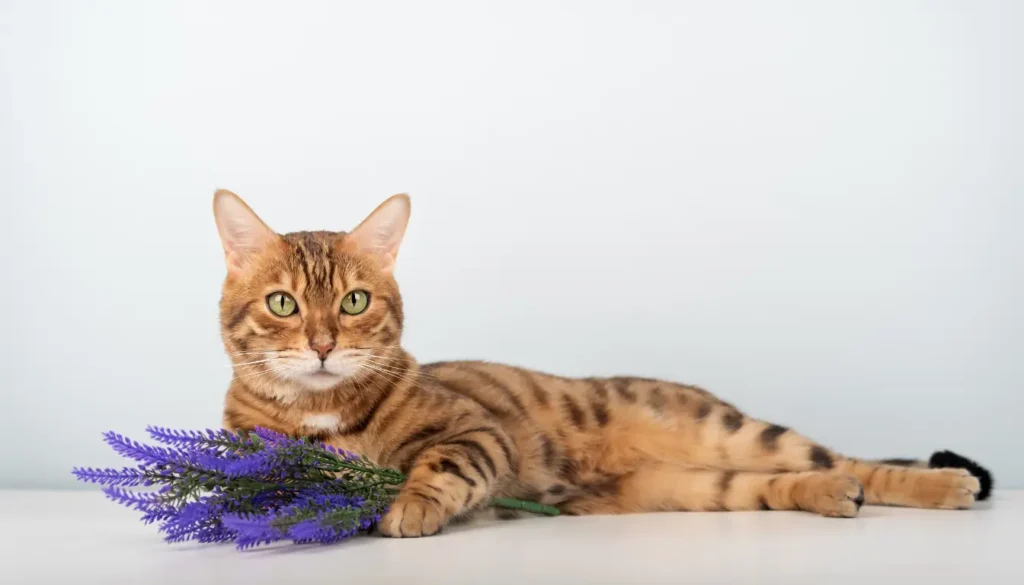 Chat Bengal