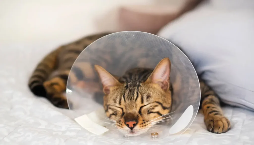 Chat Bengal 