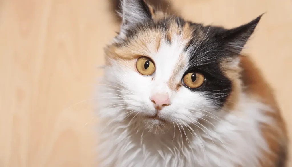 pourquoi mon chat me mordille techniques de prévention chat qui miaule la nuit