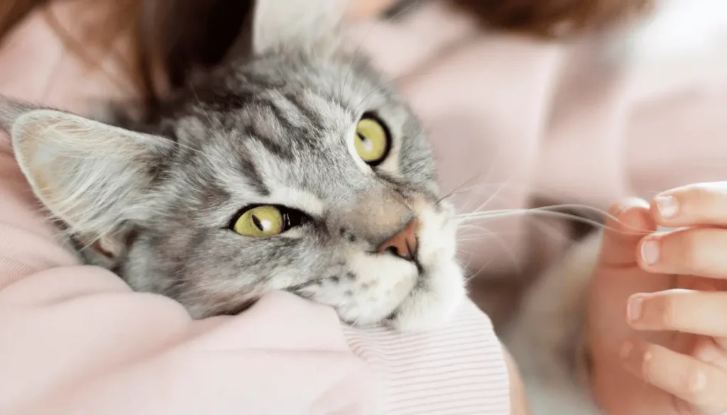 pourquoi un chat mord comportement agressif chat qui miaule la nuit