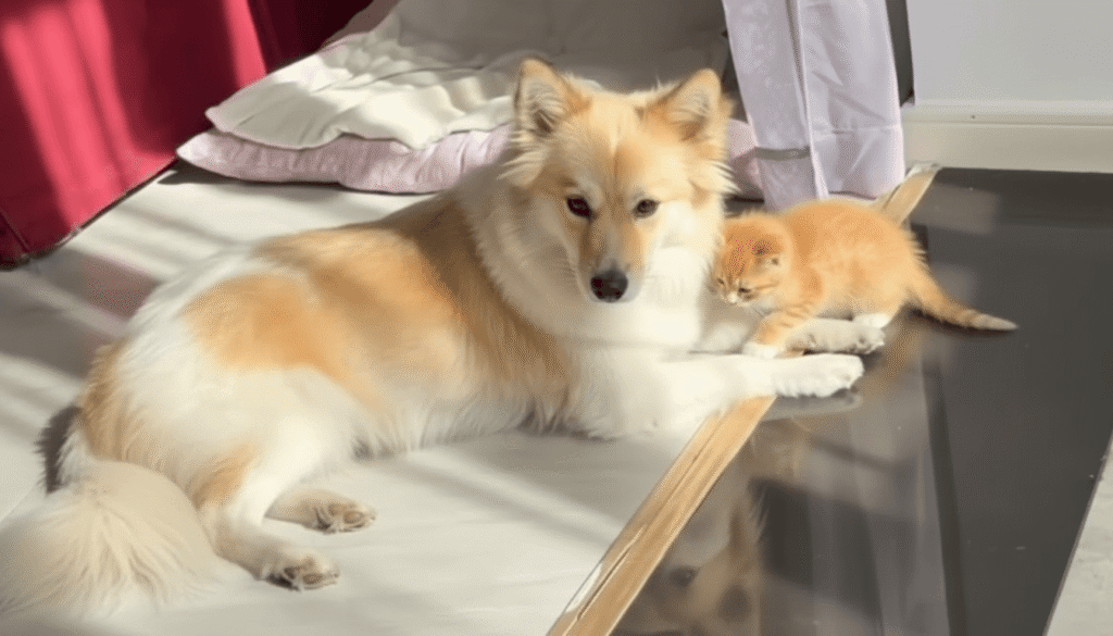 chaton abandonné