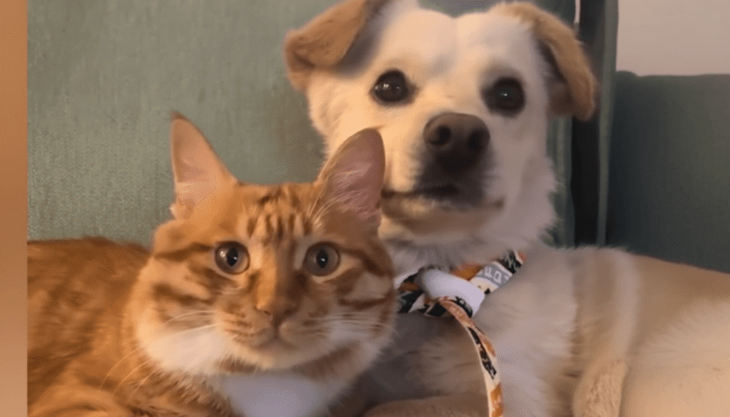 Histoire de sauvetage chat