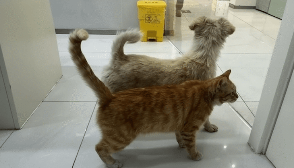 Histoire de sauvetage chat