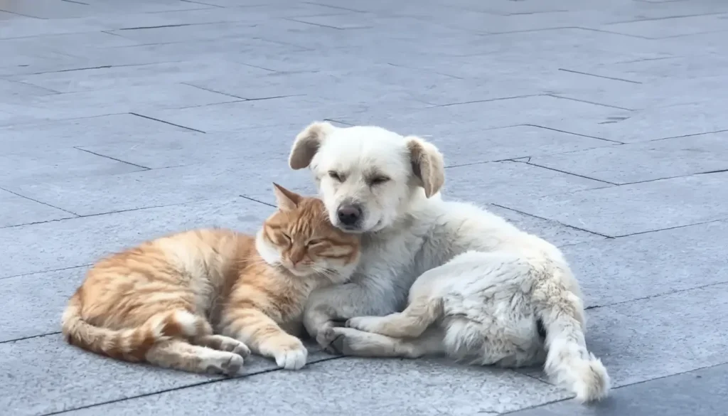 chienne et une petite chatte abandonnés
